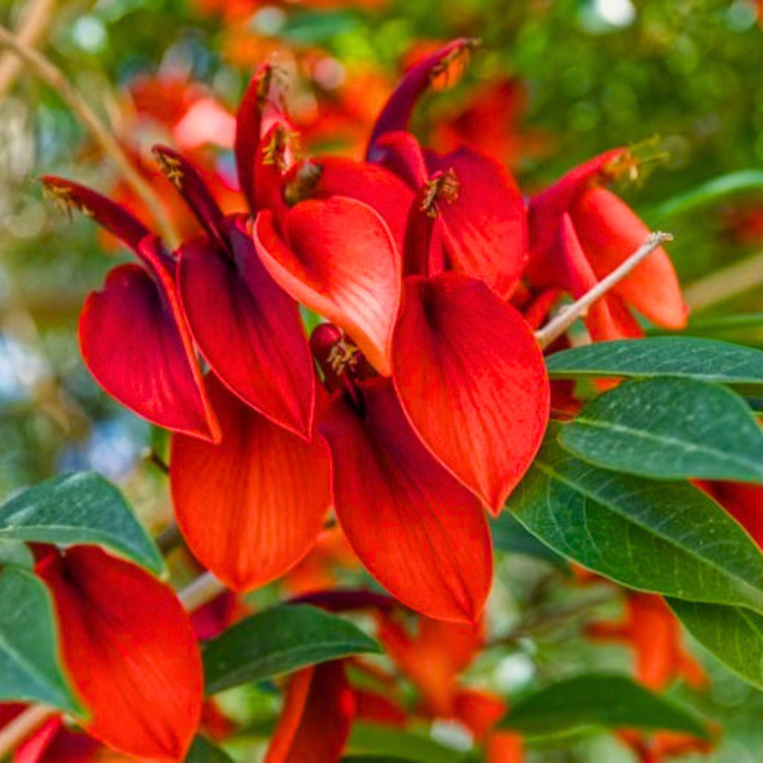 Red Flowering Ornamental Tree