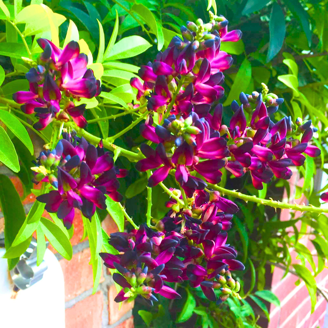 Evergreen Wisteria Plant