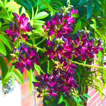 Evergreen Wisteria Plant