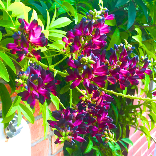 Evergreen Wisteria Plant