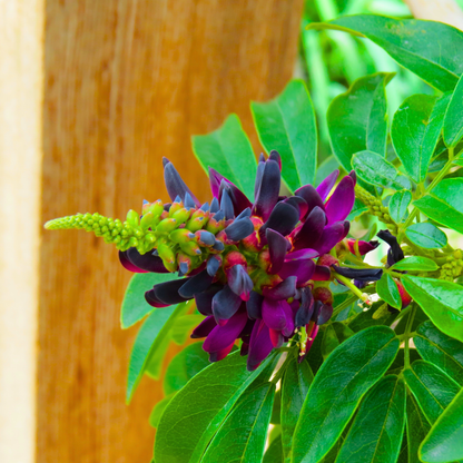 Exotic Flowering Plants India