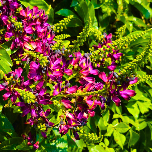 Millettia reticulata Plant