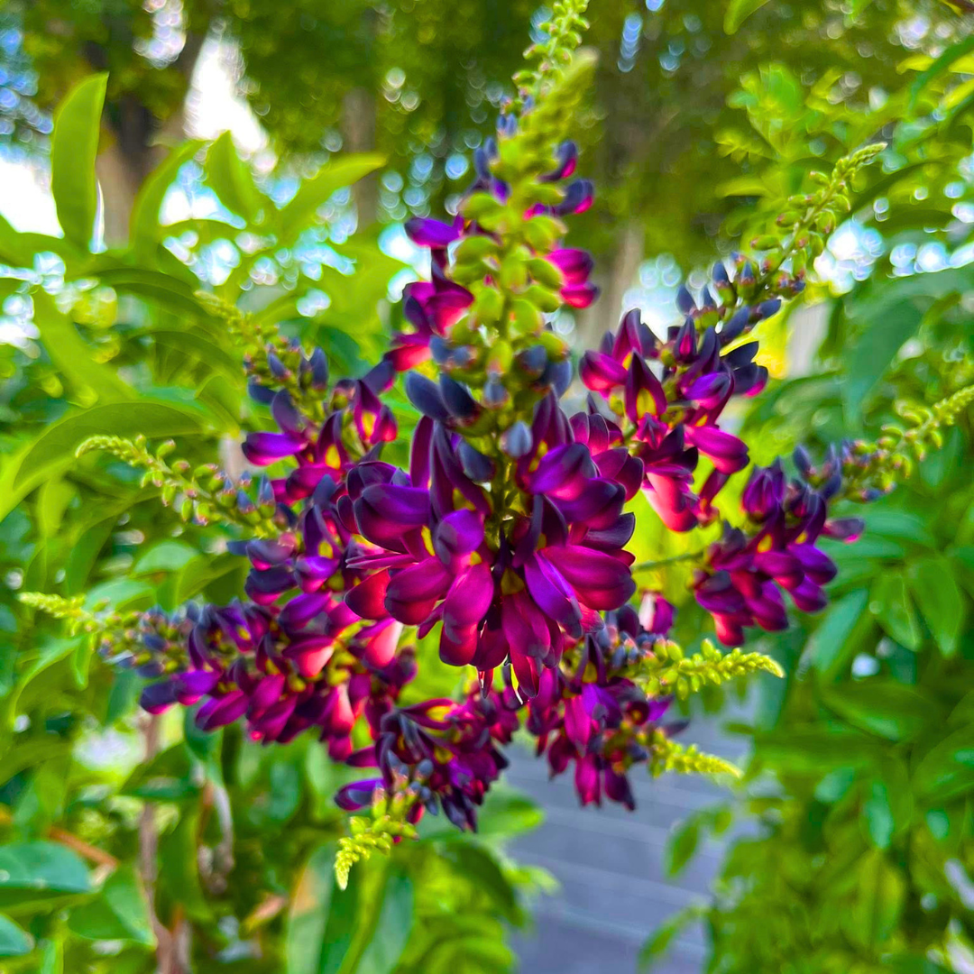 Callerya reticulata Plant