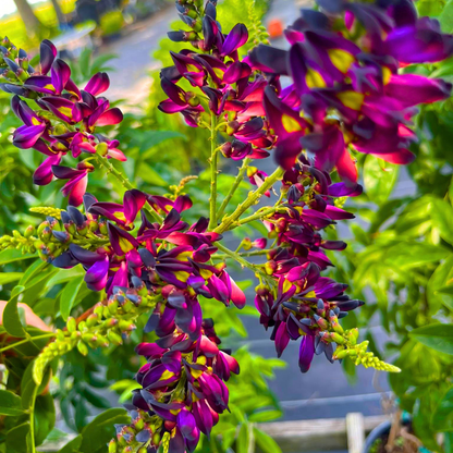 Evergreen Wisteria Live Plant