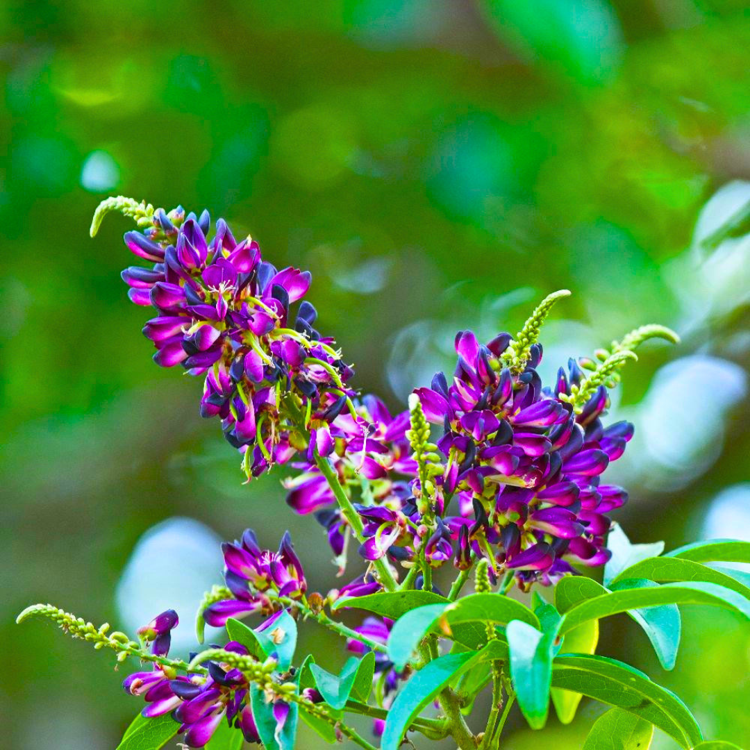 Purple Flowering Climber