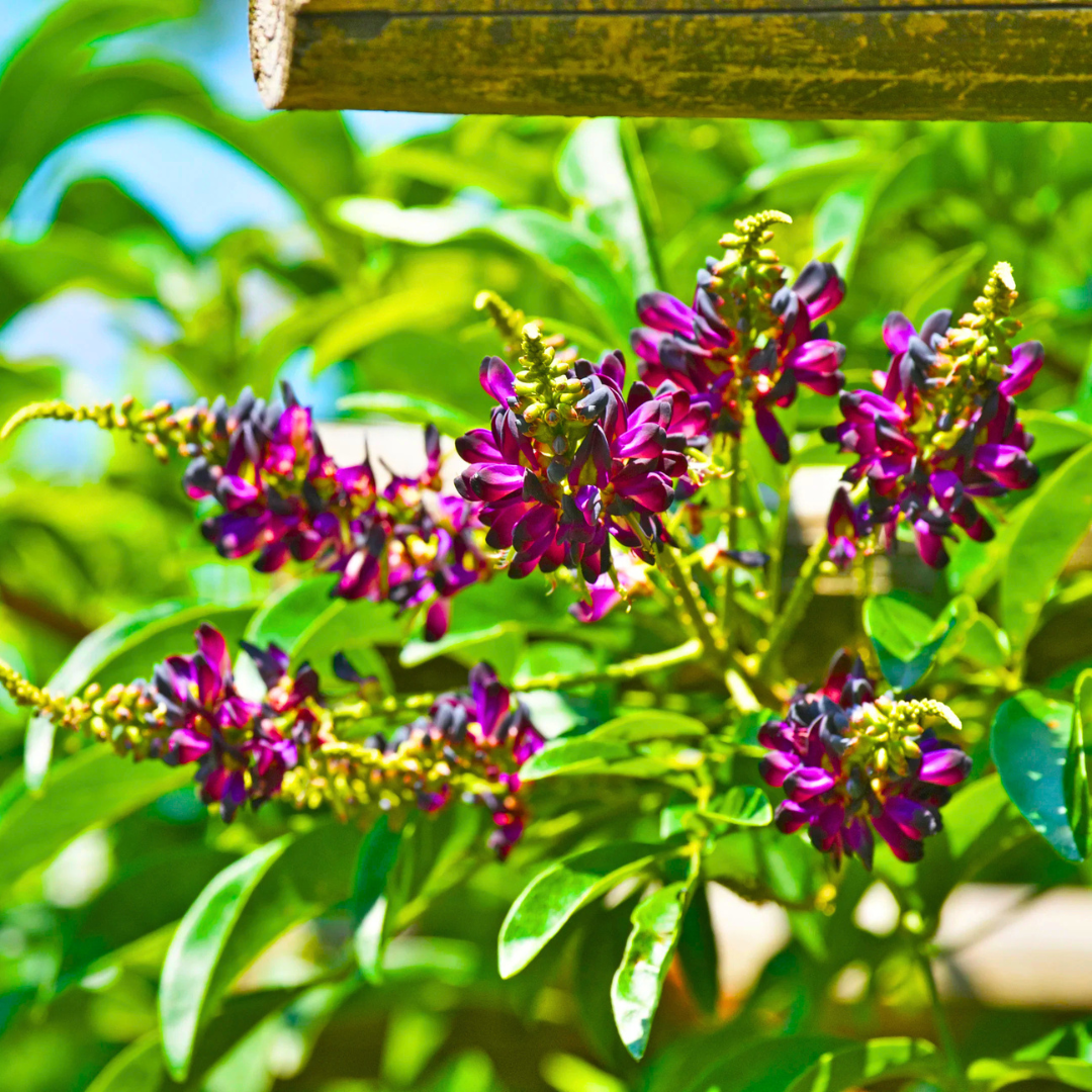 Rare Flowering Creeper