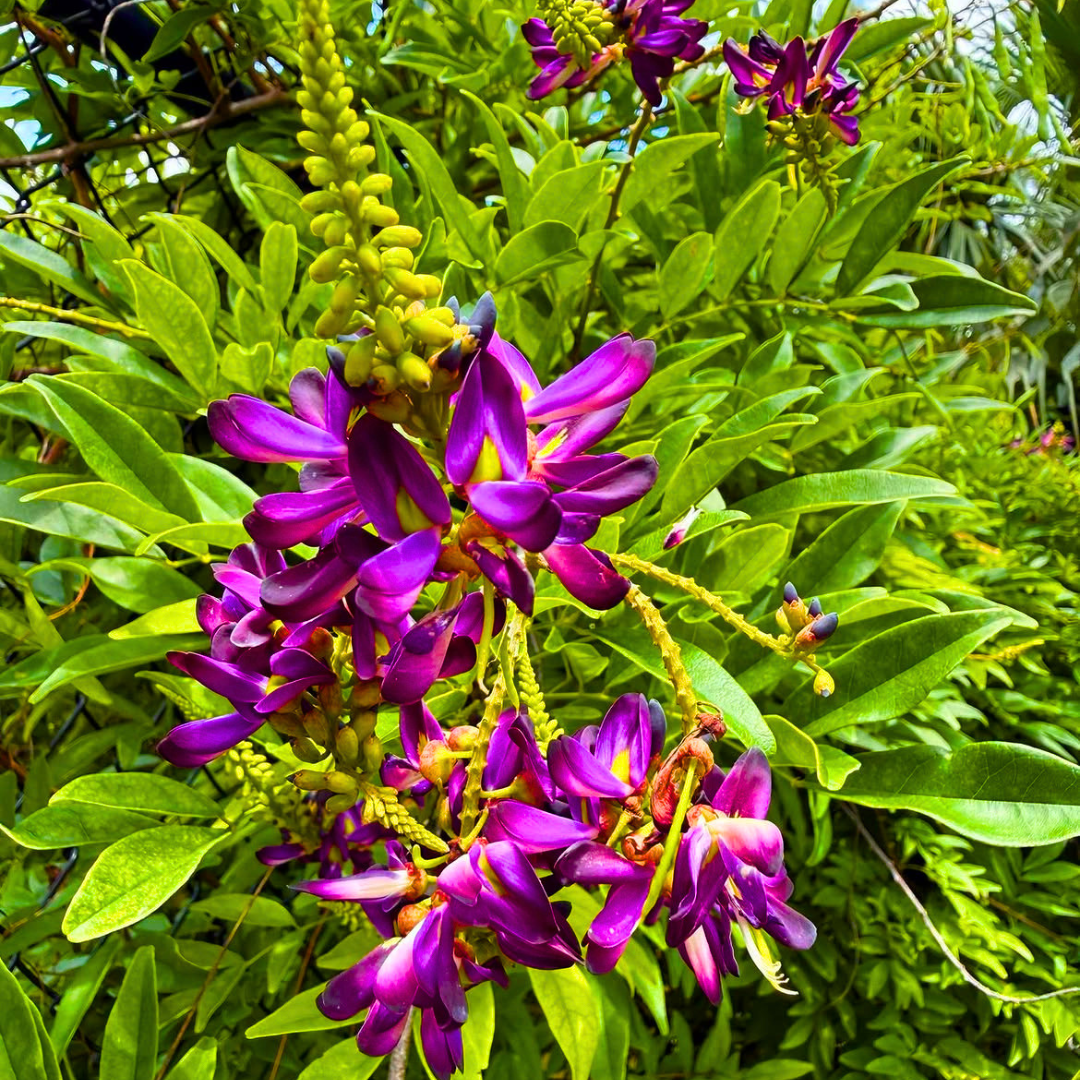 Wisteria Plant Online India