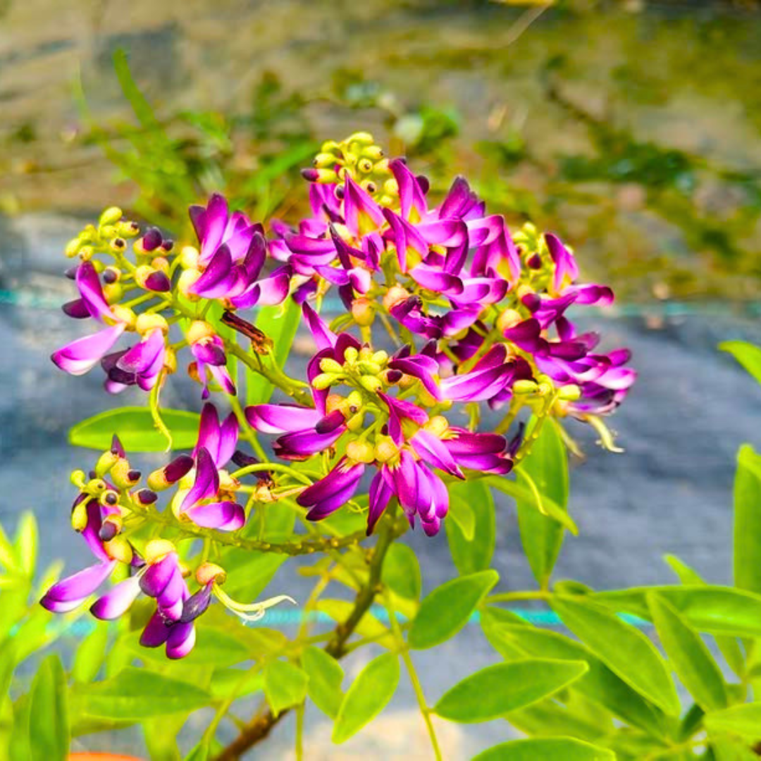 Flowering Climber Plant