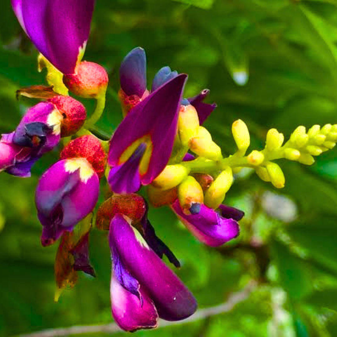 Pergola Climber Plant