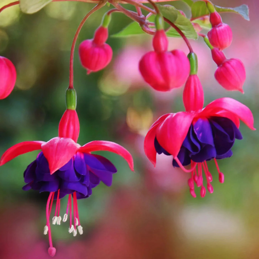 Fuchsia Purple (Fuchsia magellanica) Rare Flowering Live Plant