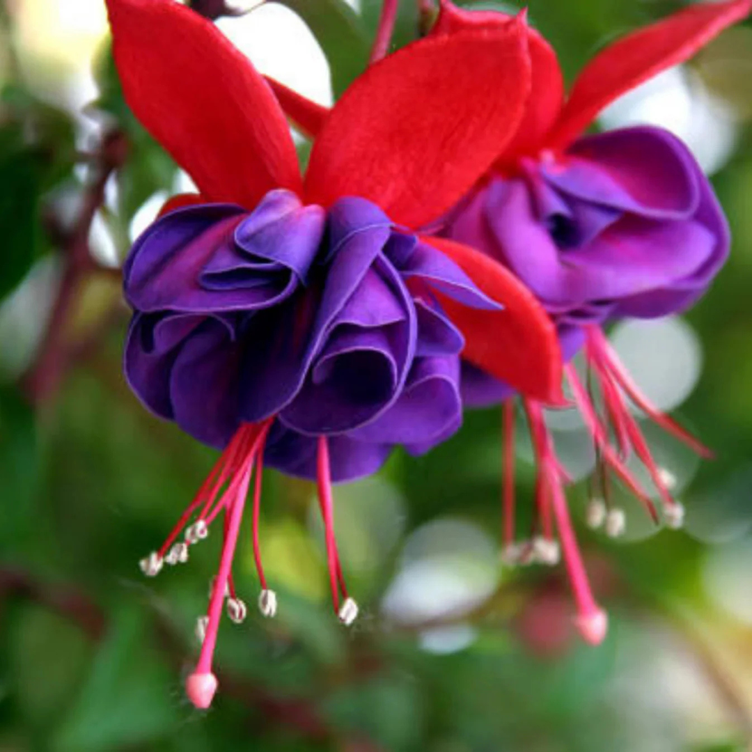 Exotic Purple Fuchsia Flower Plant for Home Garden