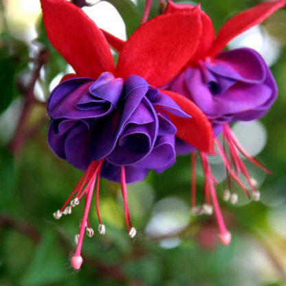 Exotic Purple Fuchsia Flower Plant for Home Garden