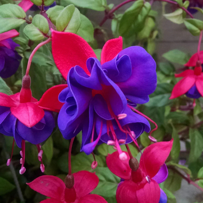 Fuchsia Purple Flowering Live Plant