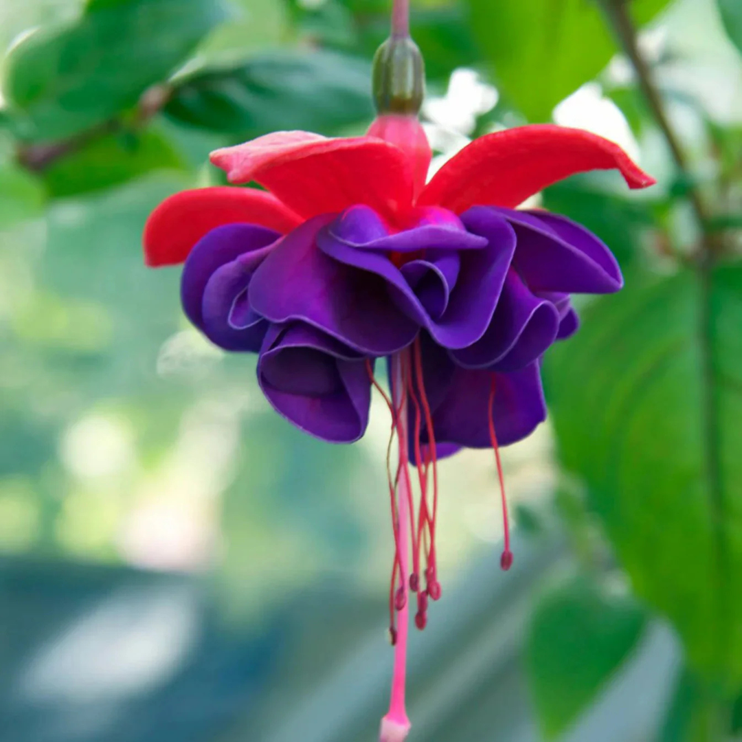 Fuchsia magellanica Ornamental Flowering Plant