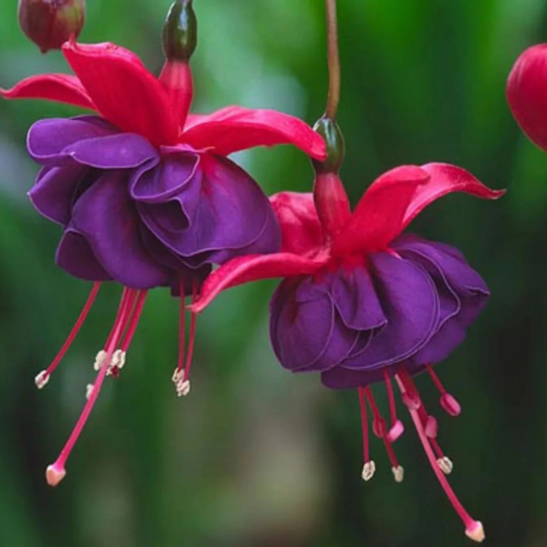 Fuchsia Purple Flowering Live Plant