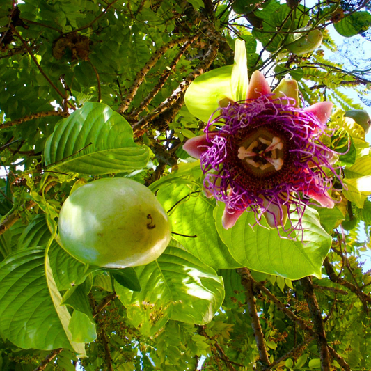 Giant Passion Fruit Flowering Live Plant – Exotic Passion Flower Climber