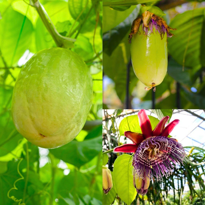 Giant Passion Fruit Flowering Live Plant – Exotic Passion Flower Climber