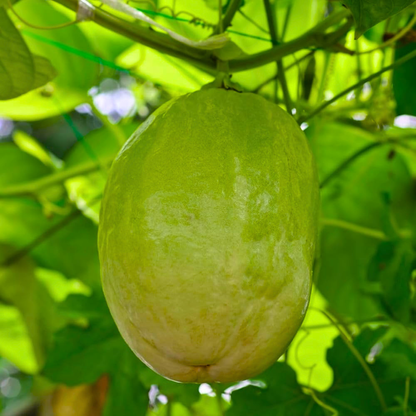 Giant Passion Fruit Flowering Live Plant – Exotic Passion Flower Climber