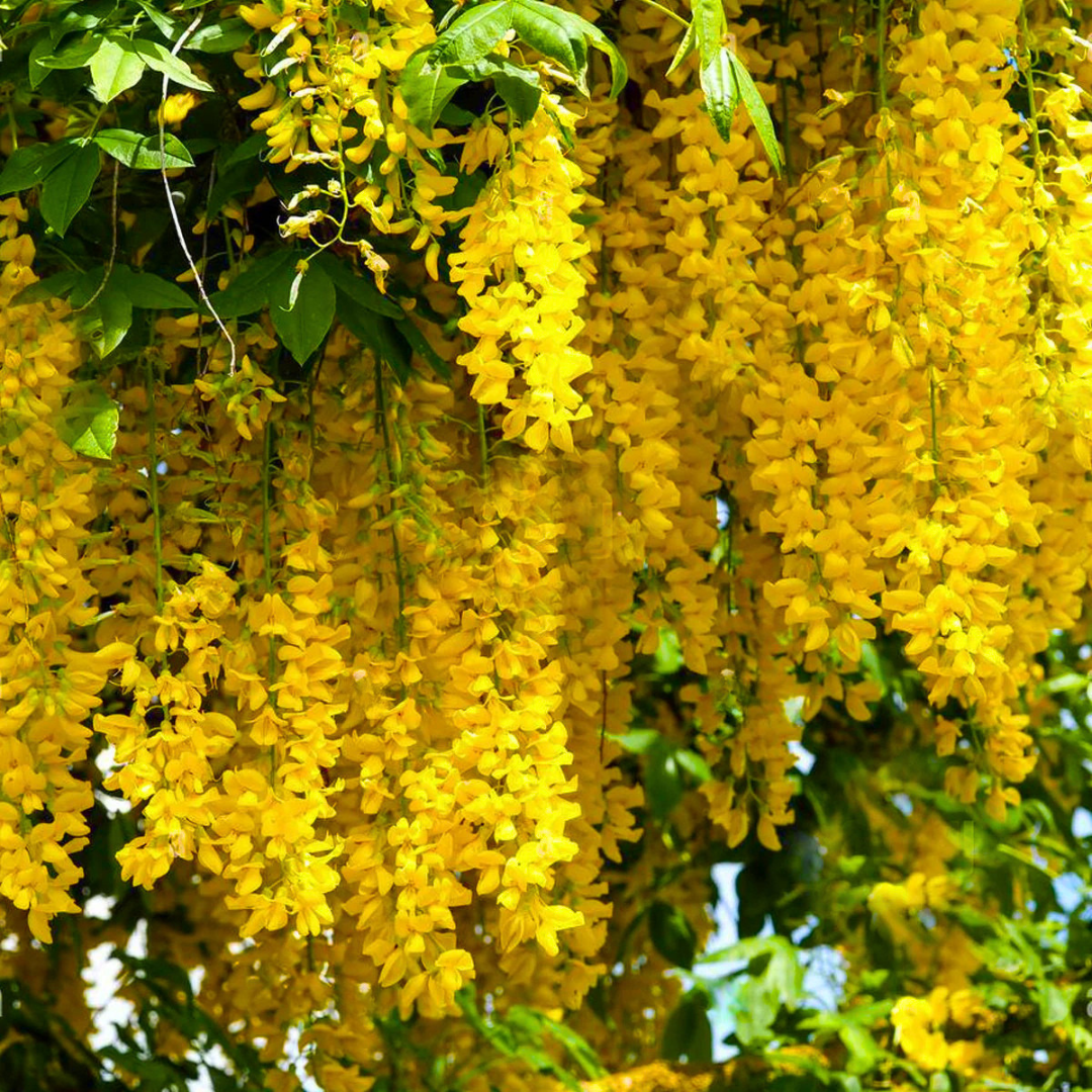 Golden Cascade Creeper yellow flowering climber plant