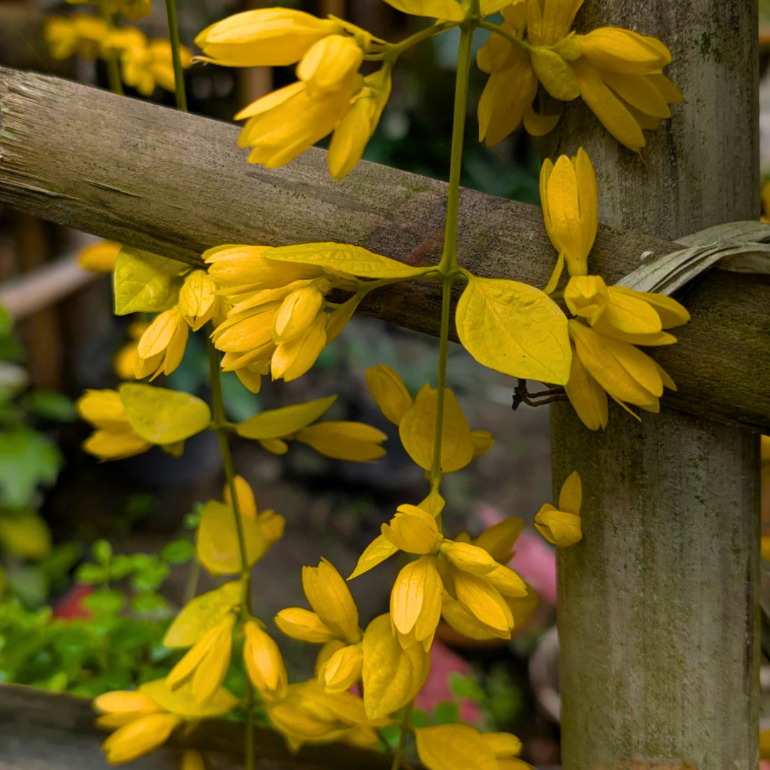 Golden Cascade Creeper yellow flowering climber plant