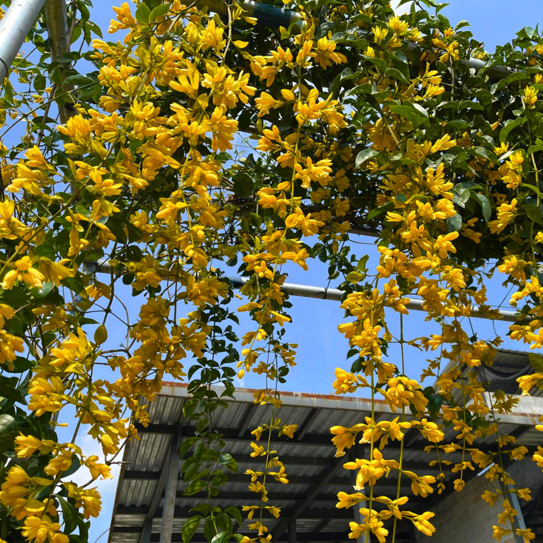 Yellow flowers hanging from a tree against a blue sky
