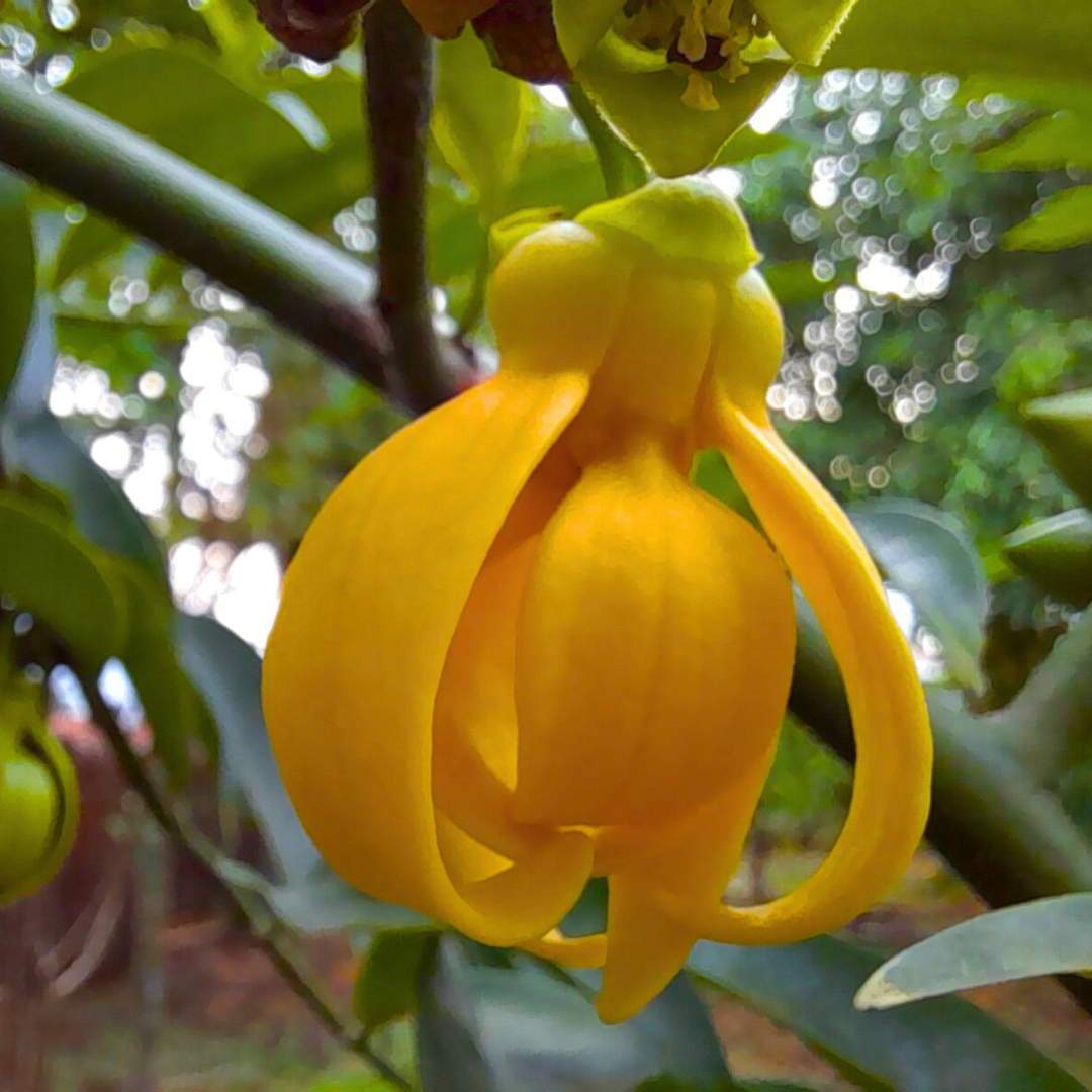 Golden Manoranjitham Hari Champa fragrant live plant