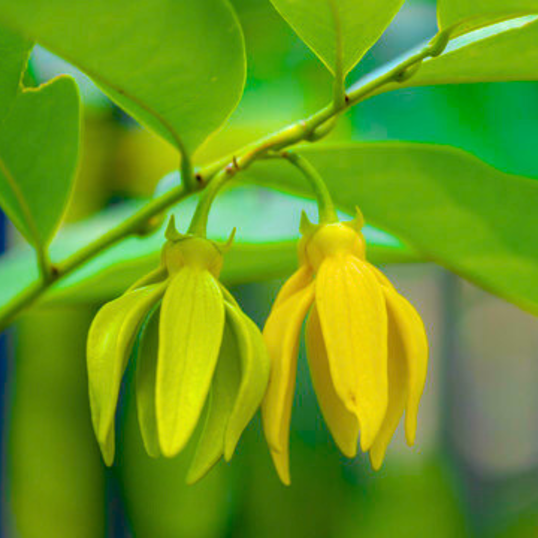 Golden Manoranjitham Hari Champa fragrant live plant
