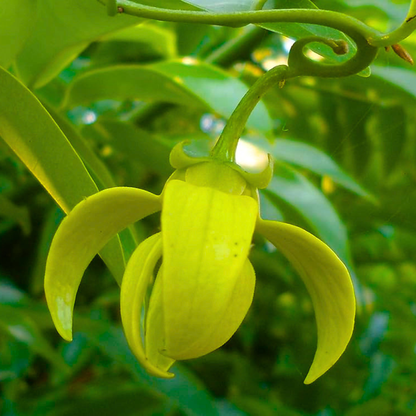 Golden Manoranjitham Hari Champa fragrant live plant