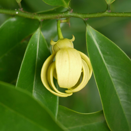 Golden Manoranjitham Hari Champa fragrant live plant