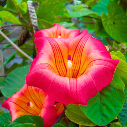 Hawaiian Bell Sunset Vine (Stictocardia beraviensis) Live Plant
