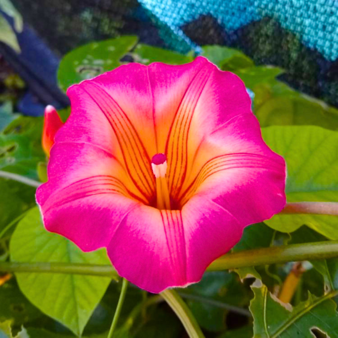 Rare Hawaiian Bell Flower Climber for Pergolas and Trellises