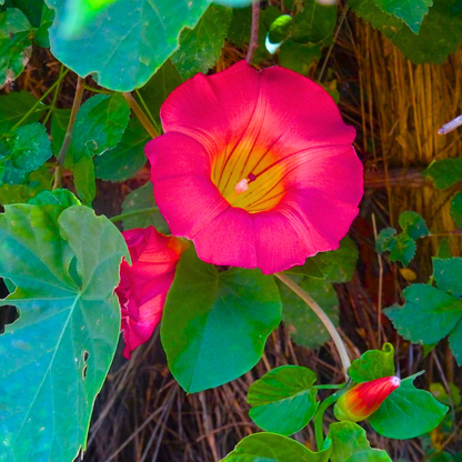 Hawaiian Bell Sunset Vine (Stictocardia beraviensis) Live Plant