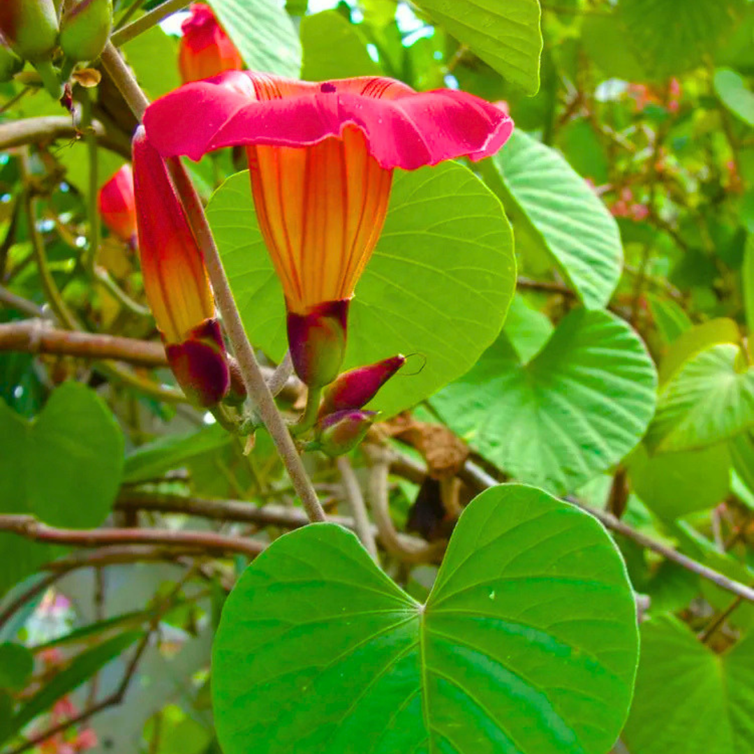 Rare Hawaiian Bell Flower Climber for Pergolas and Trellises