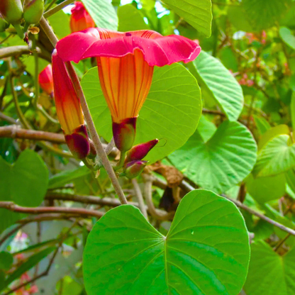 Rare Hawaiian Bell Flower Climber for Pergolas and Trellises