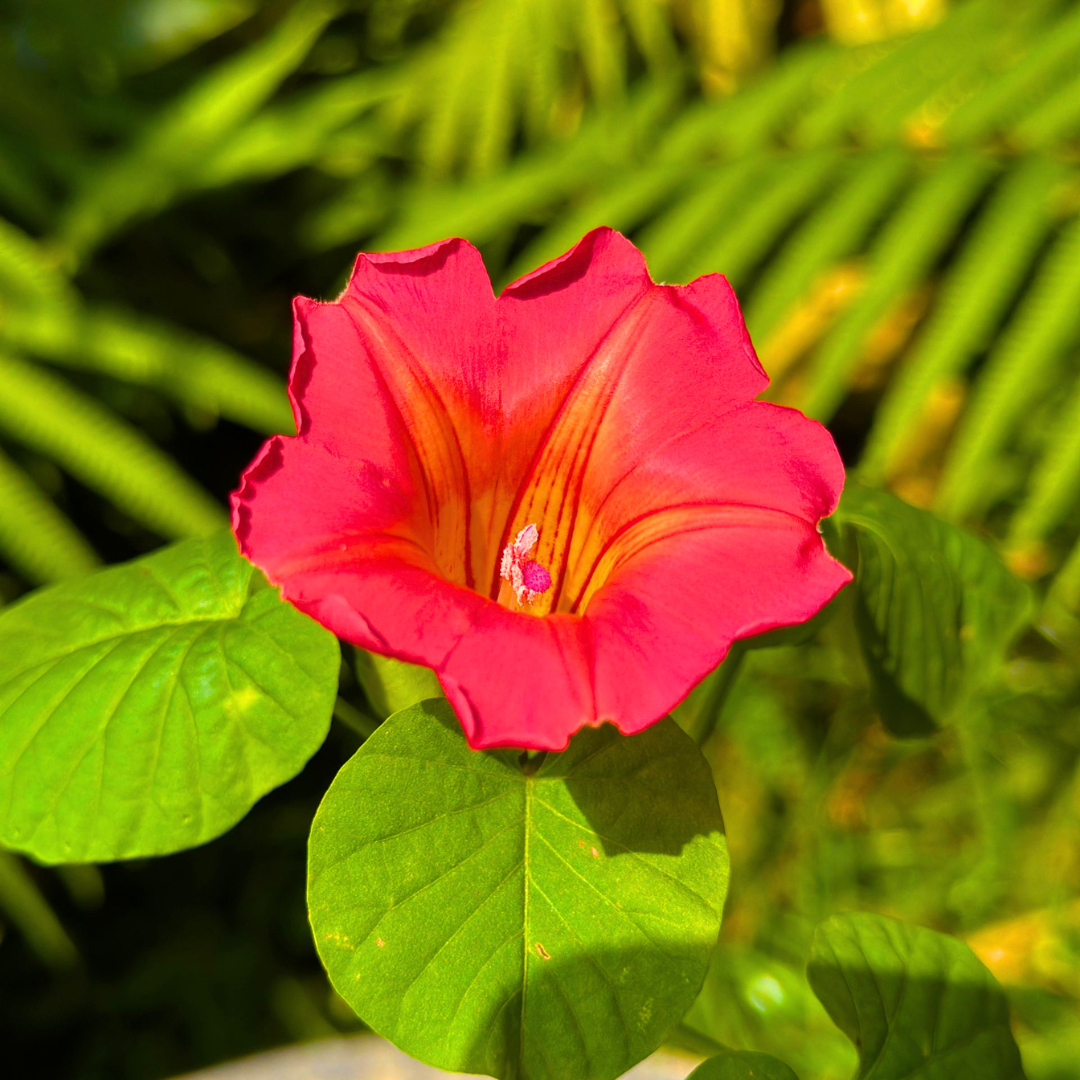 Exotic Bell Flower Vine Live Plant