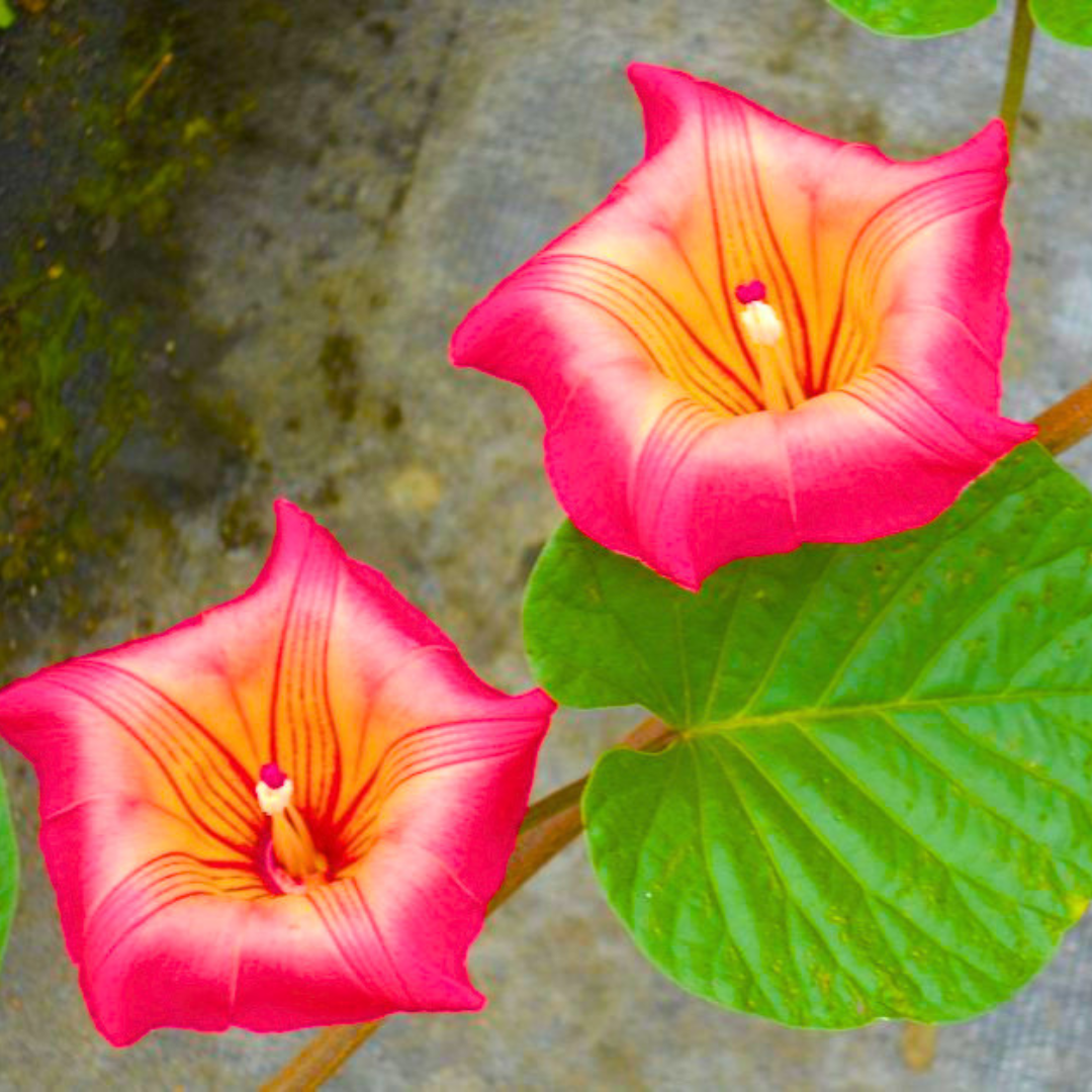Exotic Bell Flower Vine Live Plant