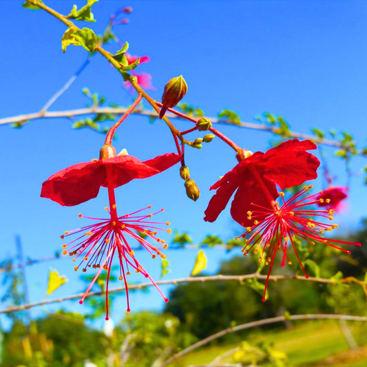 Hibiscus grandidieri Plant