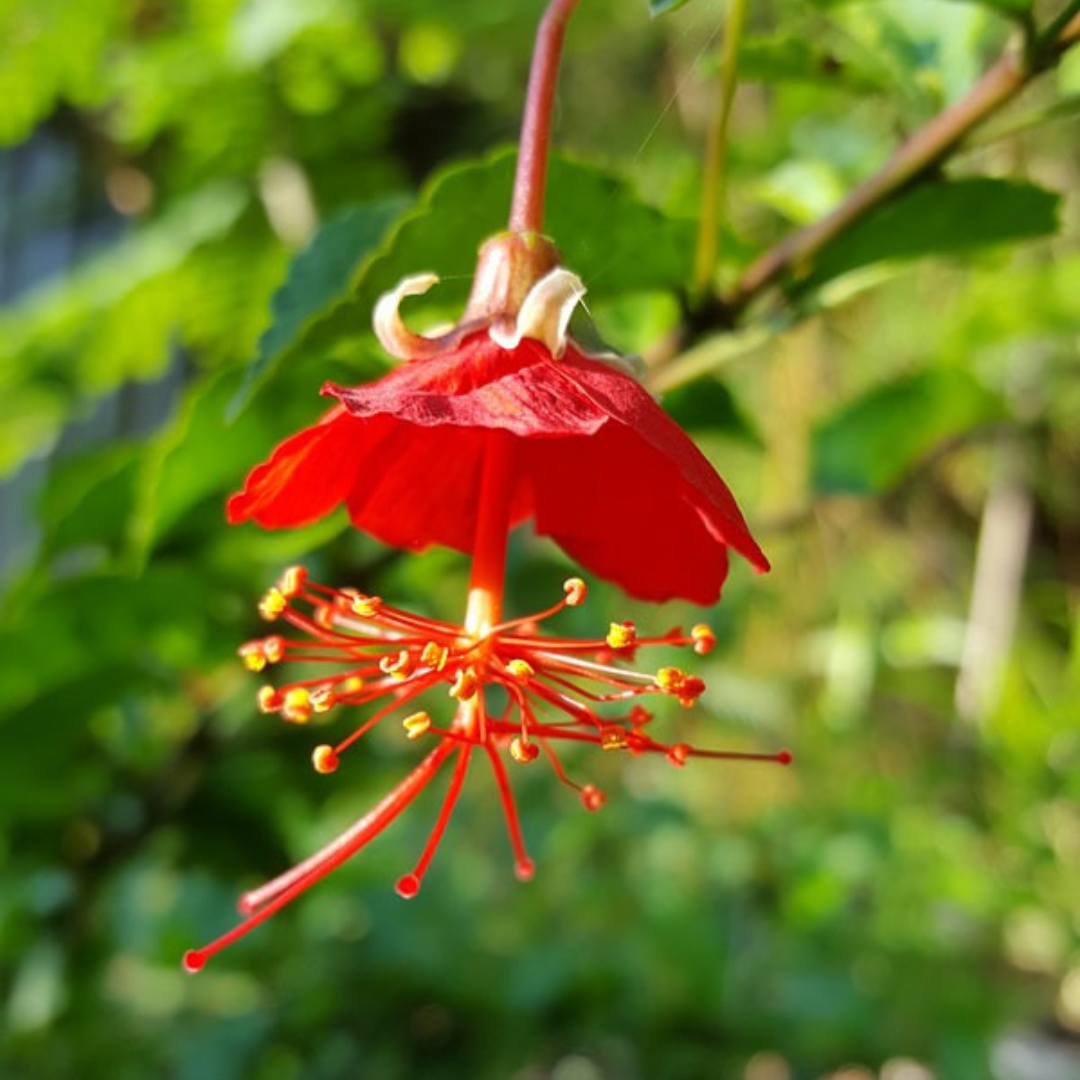Hibiscus grandidieri Live Plant