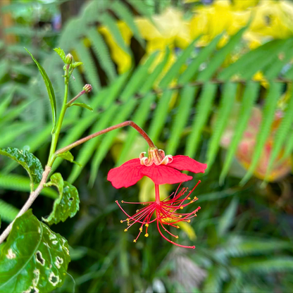 Rare Hibiscus Plant