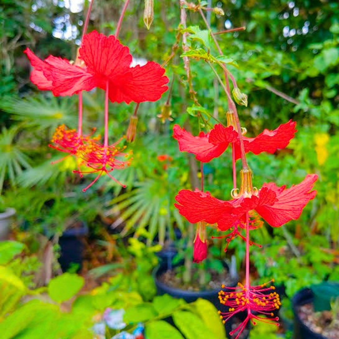 Red Hibiscus Flowering Plant
