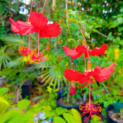 Red Hibiscus Flowering Plant