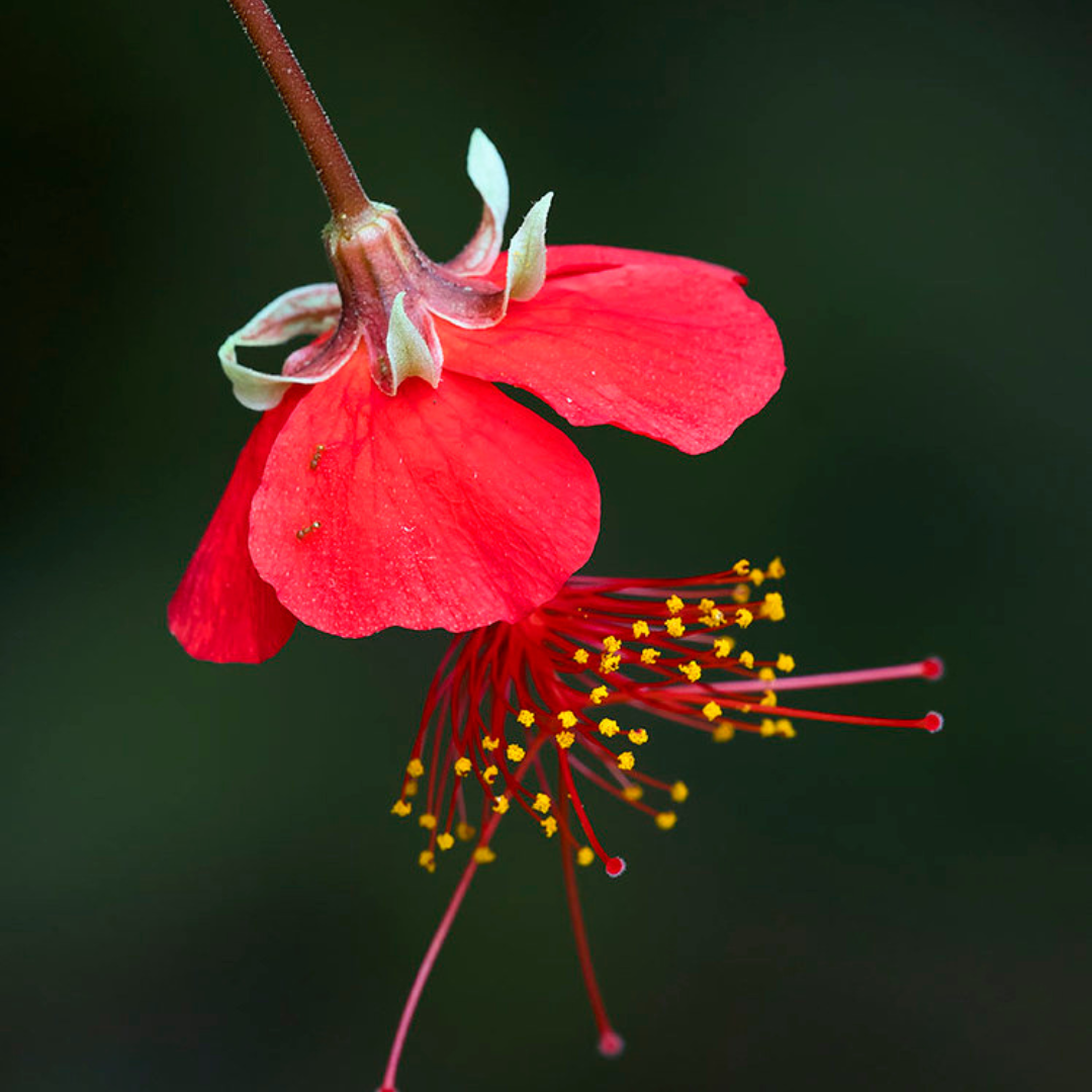 Exotic Hibiscus Plant