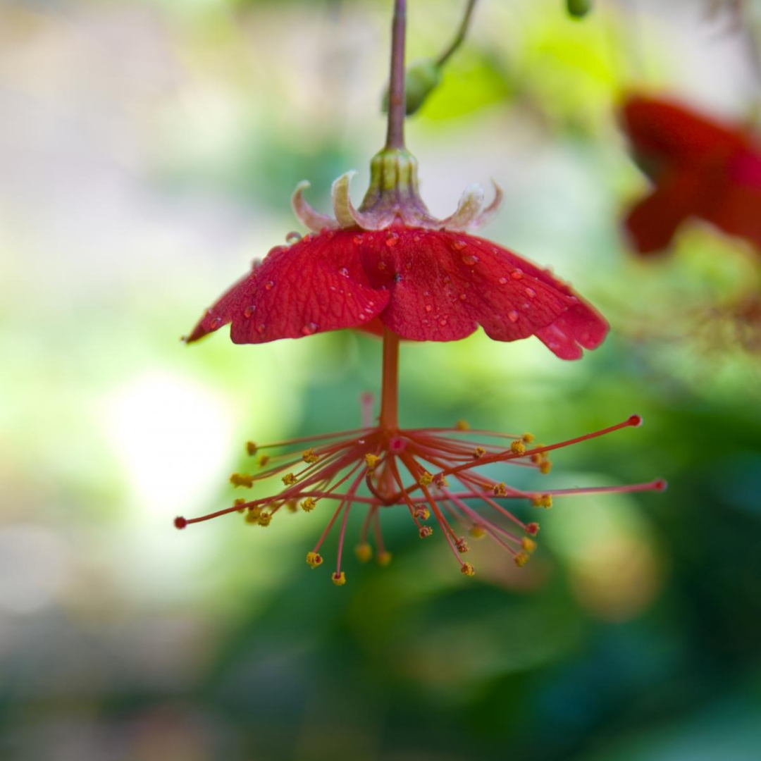 Rare Flowering Plants India