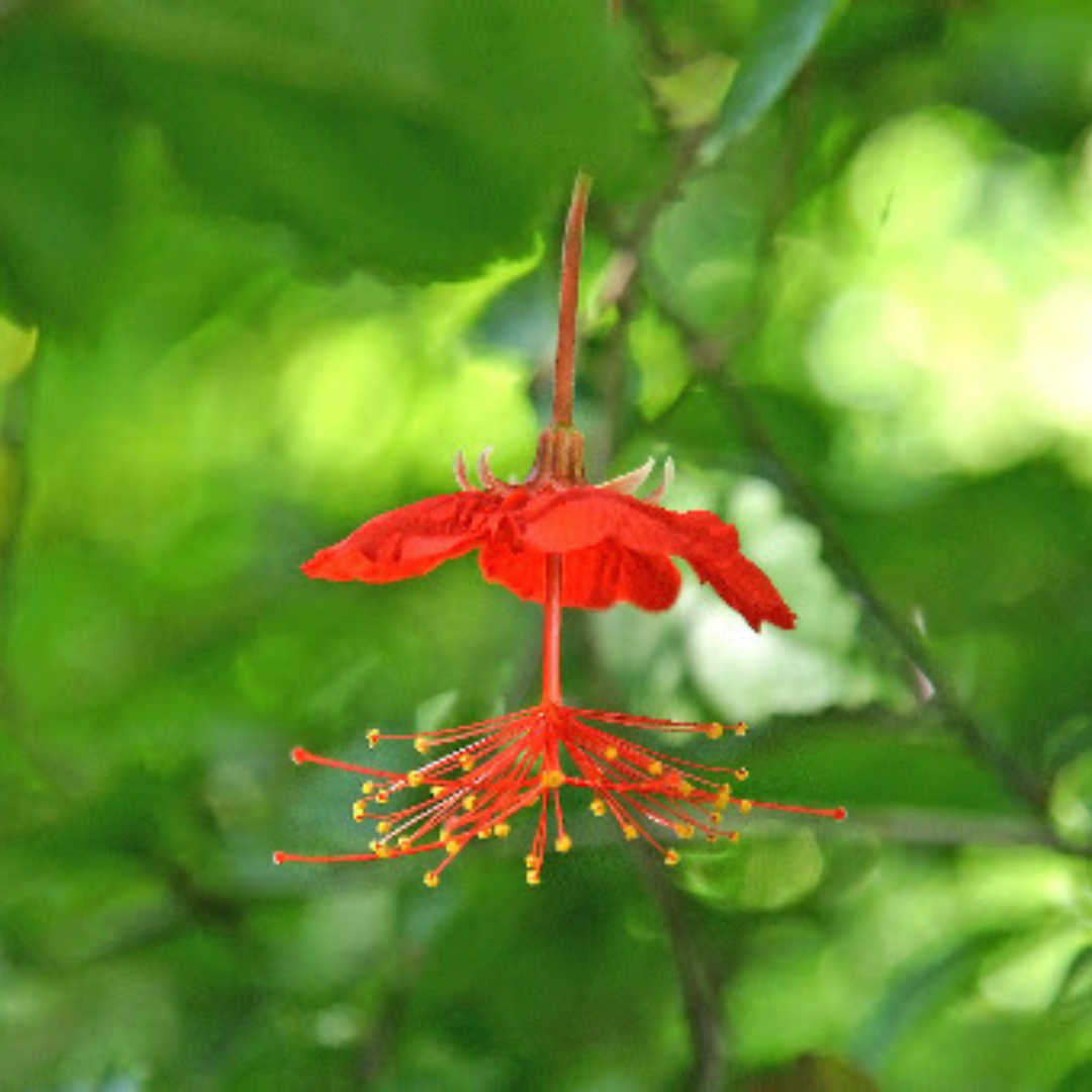 Ornamental Hibiscus Plant
