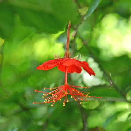 Ornamental Hibiscus Plant