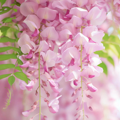 Japanese pink wisteria fragrant flowering climber plant