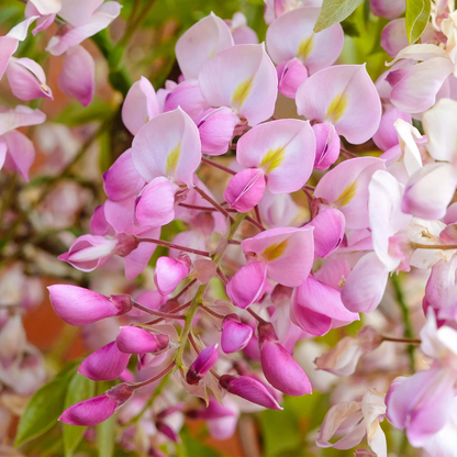 Japanese pink wisteria fragrant flowering climber plant