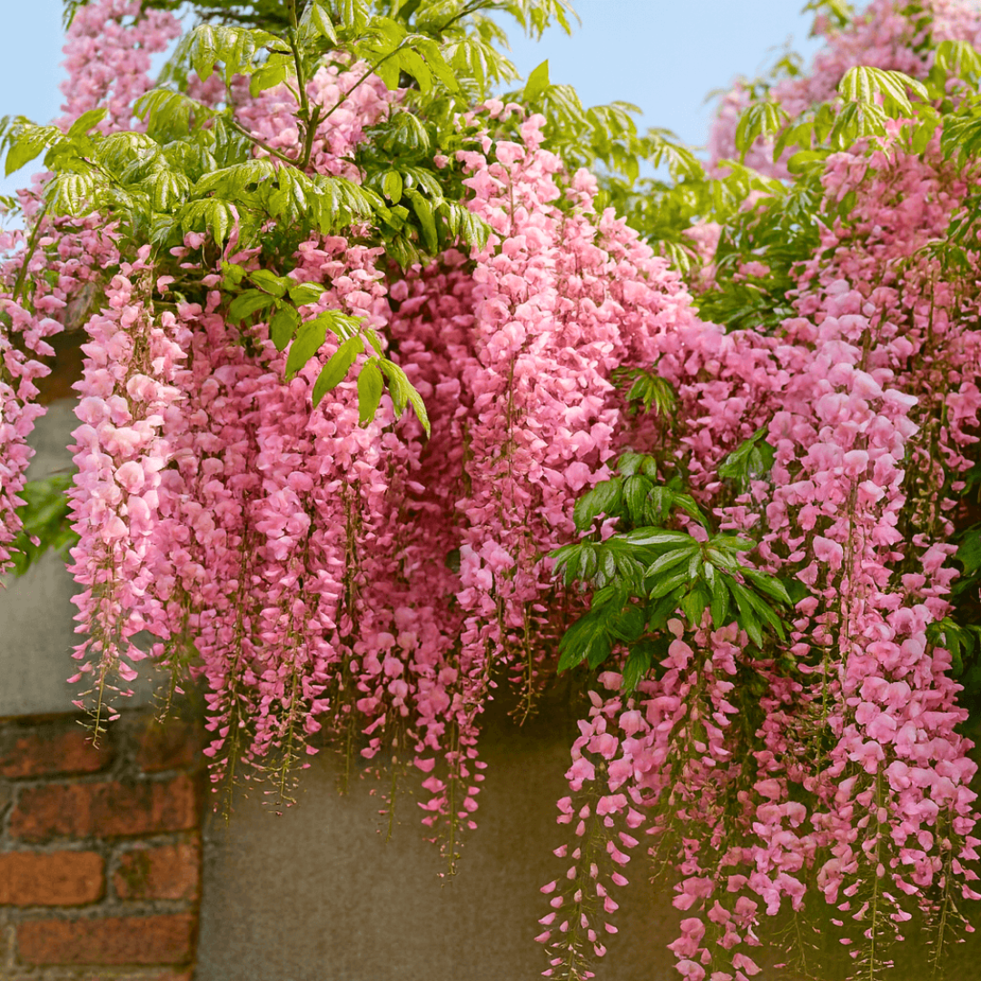 Japanese pink wisteria fragrant flowering climber plant