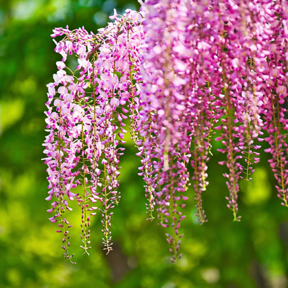 Japanese pink wisteria fragrant flowering climber plant