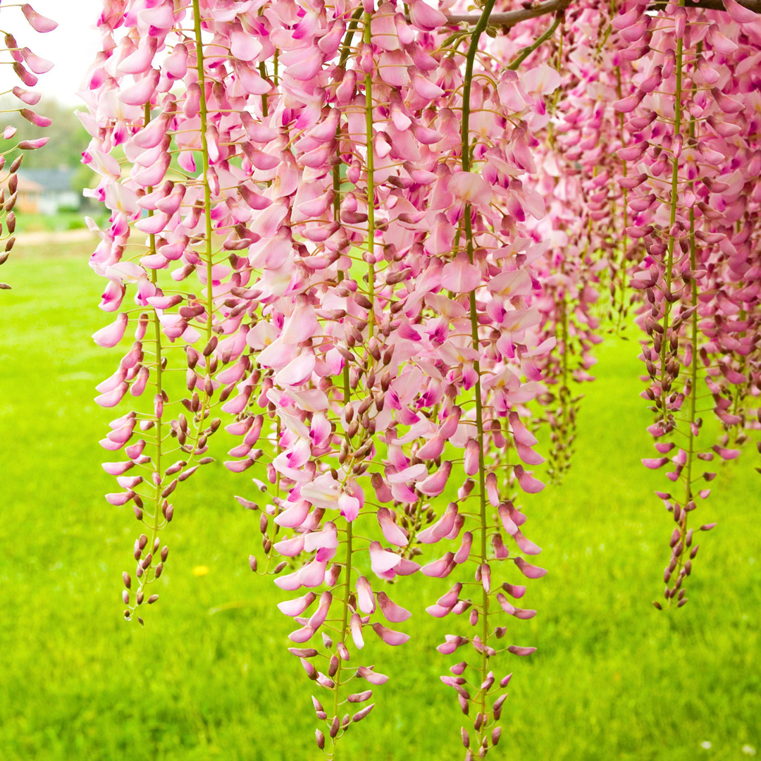 Japanese pink wisteria fragrant flowering climber plant